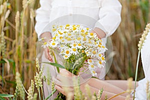 Pretty woman holding camomiles flowers in hands. Close up photo