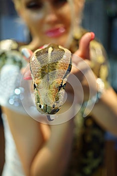 Pretty woman holds big snake, shallow dof, focus