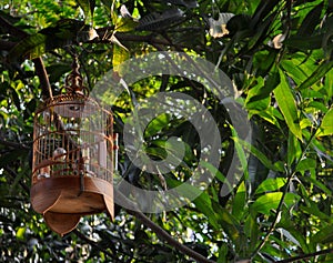 Pretty Wooden Birdcage
