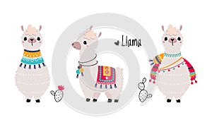 Pretty Wooly Llama or Alpaca Wearing Knitted Blanket Standing Vector Set