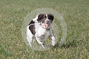 A pretty working english springer spaniel gundog