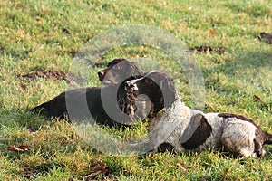 Pretty working type spaniel gundogs lying on grass together