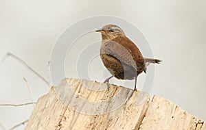 A pretty Wren Troglodytes troglodytes perched on a tree stump.