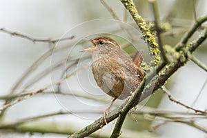 A pretty Wren Troglodytes troglodytes perched on a branch in a tree singing.