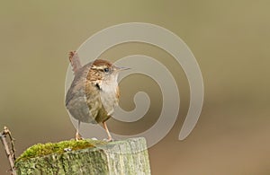 A pretty Wren Troglodytes troglodytes perched on a mossy post.