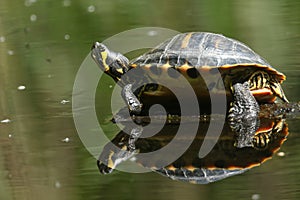 A pretty Yellow-bellied Slider Trachemys scripta scripta or water Turtle standing on a log in the water. Its reflection showing