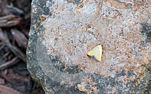 A pretty yellow butterfly rests on a boulder.