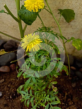 Pretty yellow colored merigold flower and plant