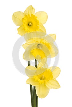 Pretty yellow daffodils on white background isolat