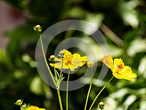 Pretty yellow daisies outdoors