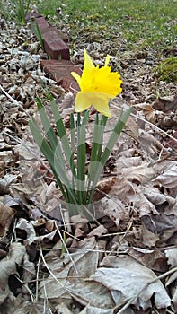 Pretty yellow flower from flower bed