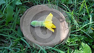 Pretty yellow flower in a clay bowl