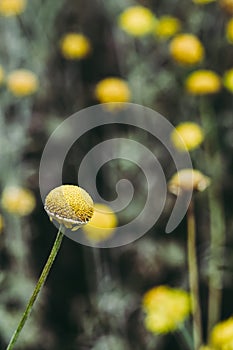 Pretty yellow flower in a field