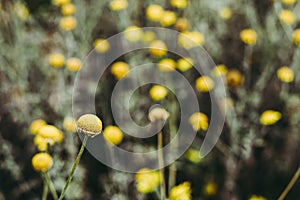 Pretty yellow flower in a field