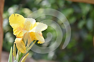 A Pretty Yellow Flower In Garden