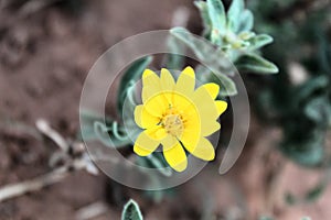 Pretty yellow flower