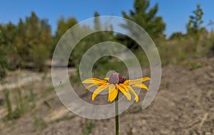 Pretty yellow flower growing isolated in a field