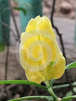 PRETTY YELLOW FLOWER PETALS NATURE