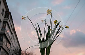 Pretty yellow flower at sunset light background