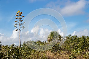 Pretty yellow flowers growing in a tropical forest photo