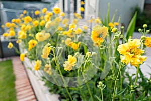 Pretty yellow geum lady stratheden growing in a raisde bed in a garden or yard