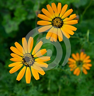 Pretty Yellow and Orange flowers blooming in Spring