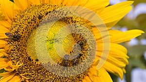 Pretty yellow petals cover around beautiful Sunflower and the bees are taking sweet nectar sugar from sweet pistil, closeup photo