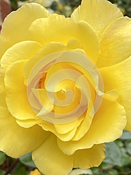 Pretty Yellow Rose Flower With Big Petals