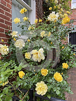 Pretty Yellow Rose Flowers and Home In Georgetown