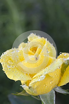 Pretty yellow rose with water drops
