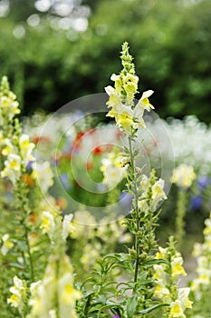 Pretty yellow snowdrop flowers in a large flower field with other varieties