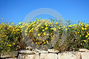 Yellow flowers on a drystone wall, Malta.