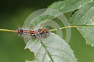 A Yellow-tail Moth Caterpillar, Euproctis similis, feeding on the leaves of a Dog Rose, Rosa canina, growing in the country