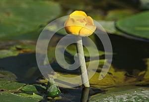 A pretty Yellow Water-lilly Nuphar lutea a wild plant growing in a stream in the UK.