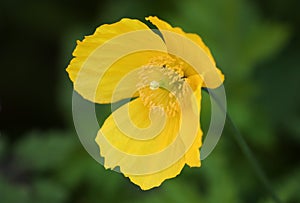 A yellow Welsh Poppy flower, Meconopsis cambrica, growing in a garden in the UK.