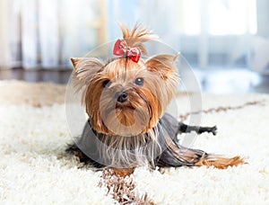 Pretty Yorkshire terrier dog indoor photo