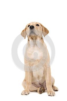 Pretty young blond labrodor retriever sitting and looking up iso