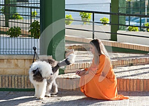 Pretty young blonde woman in orange dress with her large black and white dog. The woman touches the dog and they have fun. Concept