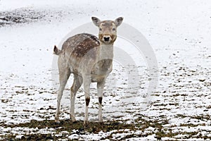 A pretty young female fallow deer is standing in the snow on a meadow