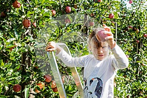 pretty young girl with apples she has just picked