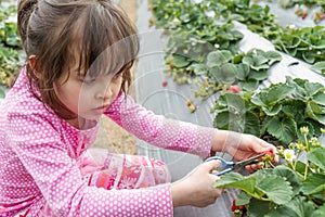Pretty Young Girl Picking Fruit at Strawberry Farm
