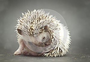 Pretty young rodent hedgehog baby background
