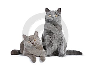 Pretty young solid cinnamon British Shorthair cat isolated on white background