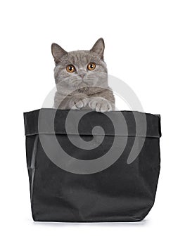 Pretty young solid cinnamon British Shorthair cat isolated on white background