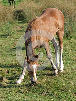 Chestnut Foal