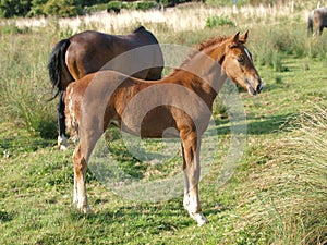 Chestnut Foal