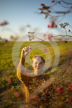 Pretty, young woman collecting rosehip fruit