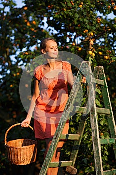 Pretty, young woman picking apricots lit