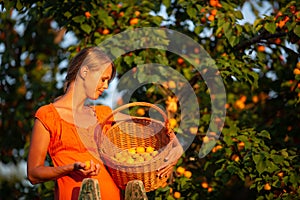 Pretty, young woman picking apricots lit