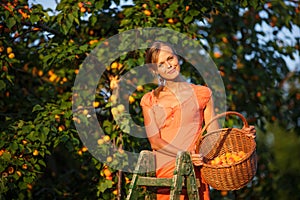 Pretty, young woman picking apricots lit